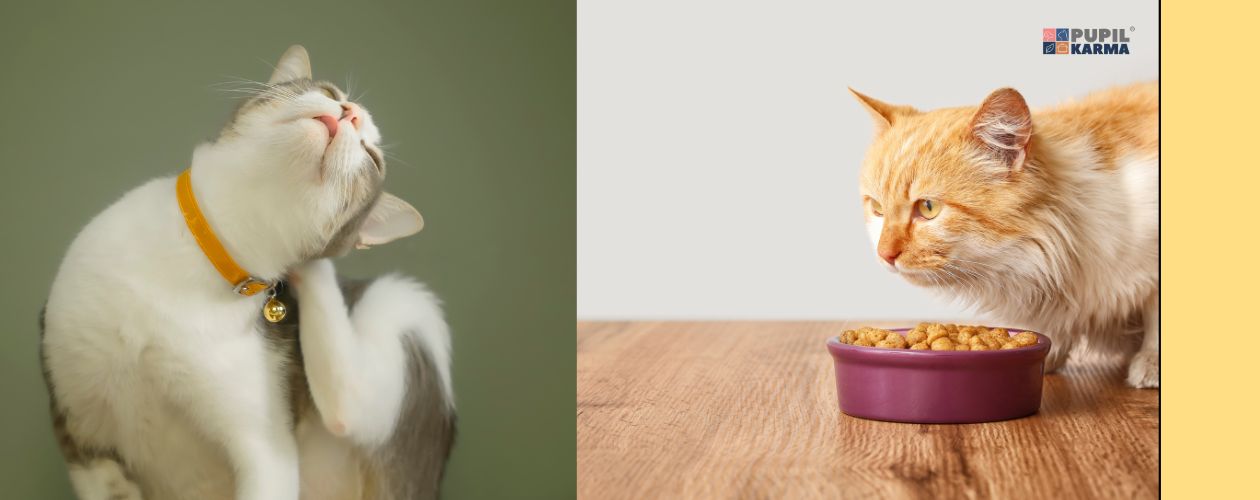 Alergia pokarmowa u kota. Po lewej na zielonym tle zdjęcie białego kota, który się drapie, Po prawej kot jedzący karmę z miski. Po prawej stronie żółty pas i logo pupilkarma. 
